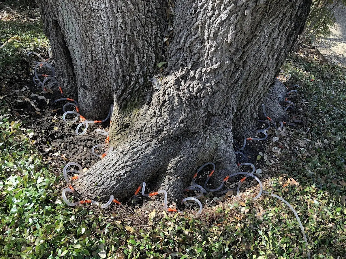 Detailed Tree Cabling and Bracing job site in Pennsville