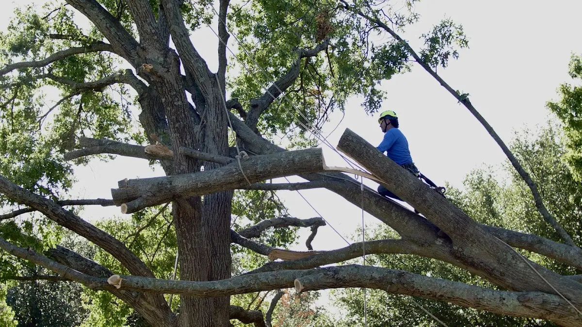 Professional Hazardous Tree Removal performed by certified arborists in Pennsville