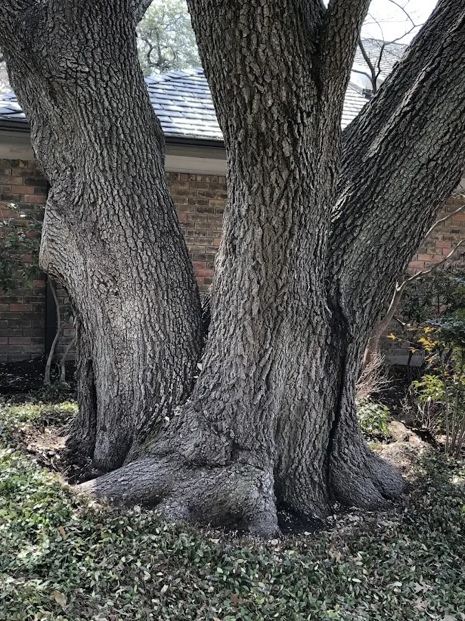 Mature heritage tree close to a Pennsville property cared for by certified arborists